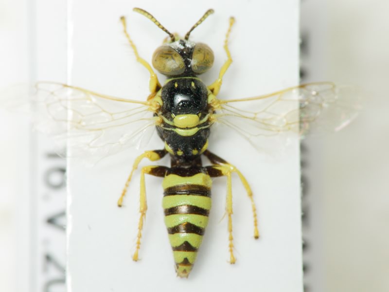 Hymenoptera